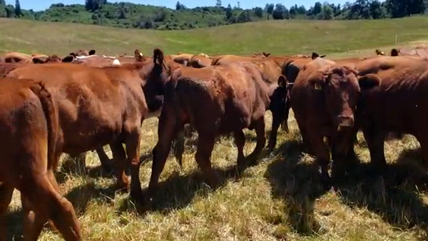 Lote 60 Novillo Engorda en Futrono, XIV Región Los Ríos