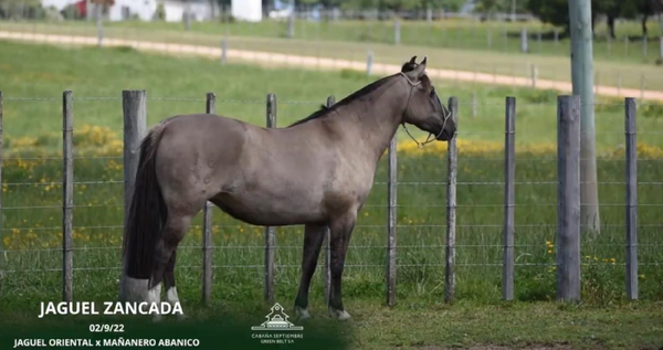Lote JAGUEL ZANCADA