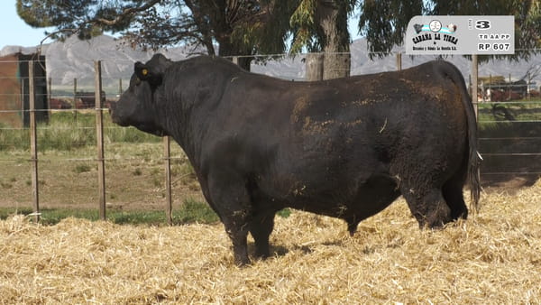 Lote MACHOS ANGUS PUROS DE PEDIGREE