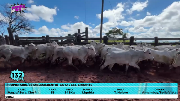 Lote LOTE 132