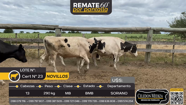 Lote 13 Novillos en Cardona, Soriano
