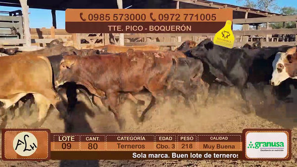 Lote Terneros Cbo 3