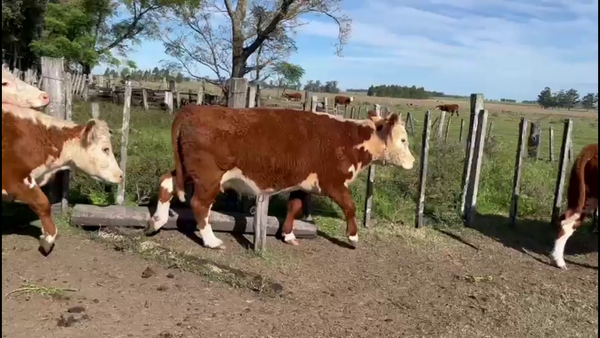 Lote VACAS DE INVERNADA
