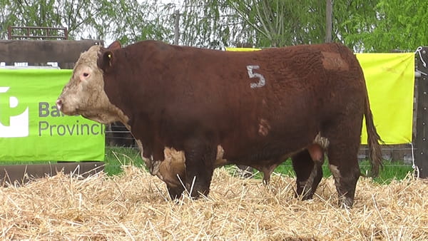 Lote TOROS P. HEREFORD PR