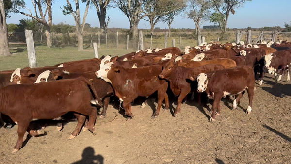 Lote 65 Terneros/as en Corrientes, Bella Vista