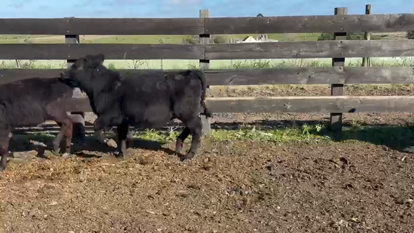 Lote TERNEROS Y TERNERAS