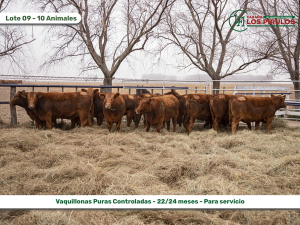 Lote VAQUILLONAS PURAS CONTROLADAS