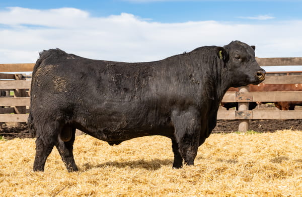 Lote Toro PC