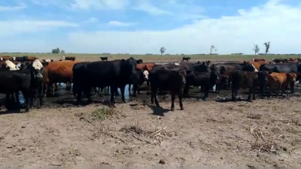 Lote 75 TERNS, MACHOS, CURARU, PCIA. DE BS. AS.