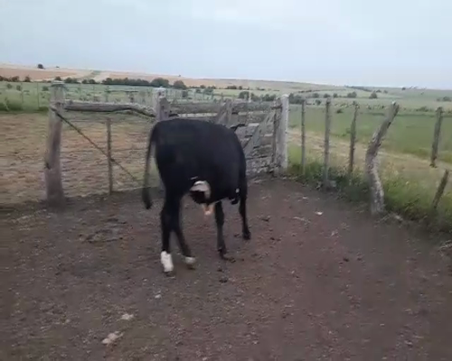 Lote (Vendido)Novillos 390kg -  en YOUNG