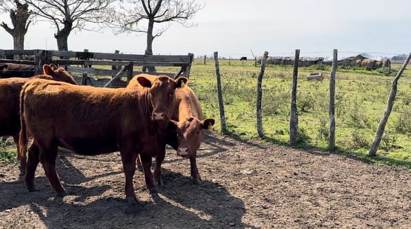Lote CABAÑA EL DESTINO