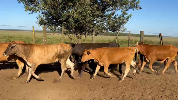 Lote 65 Novillitos en Virasoro, Corrientes