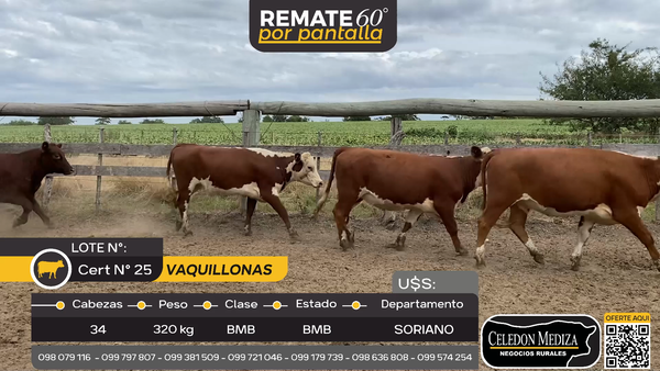 Lote 34 Vaquillonas  en Cardona, Soriano