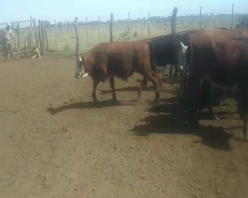 Lote 30 terneros en Monigotes, Santa Fe