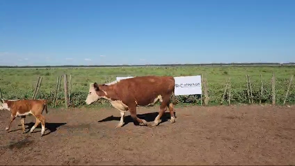 Lote 60 Vacas Medio Uso c/Cria