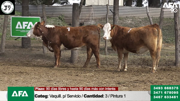 Lote "Cabaña ""3 HERMANOS"" Vaquillona para servicio"