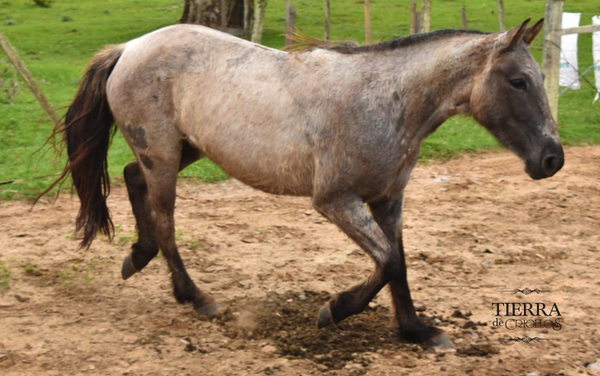 Lote Zarzuela el tacuaral