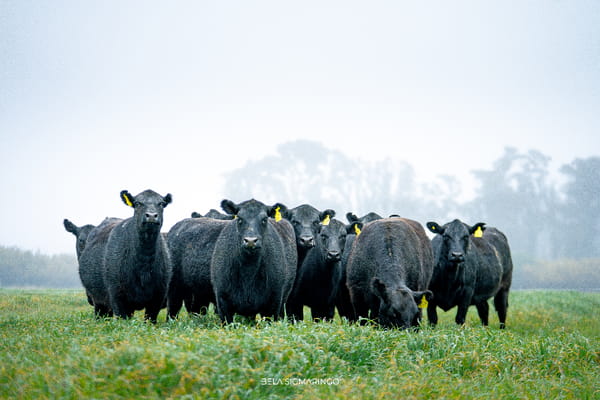 Lote VAQUILLONAS ANGUS NEGRAS PC PARA SERVICIO