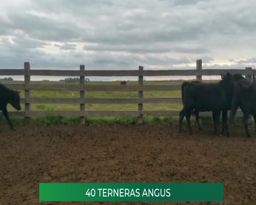 Lote 40 Terneras Angus