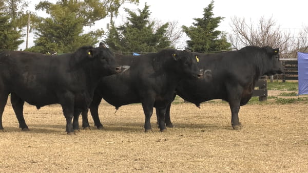 Lote TOROS ANGUS PUROS CONTROLADOS