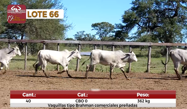 Lote Reproductores de Alborada - Lote 66