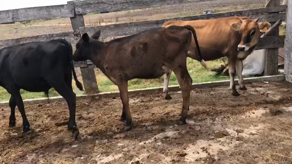Lote 3 Terneros Kiwi y Jersey 140kg -  en Estacion Gonzales