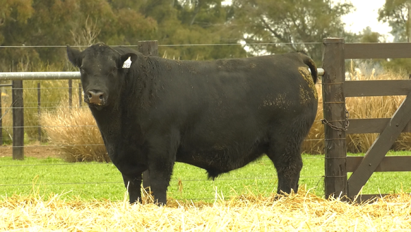 2506N* — TOROS A. ANGUS PURO PEDIGREE