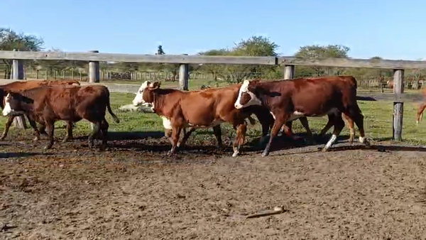 Lote 65 Terneros/as