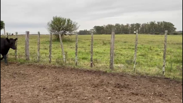 Lote VAQUILLONAS PREÑADAS
