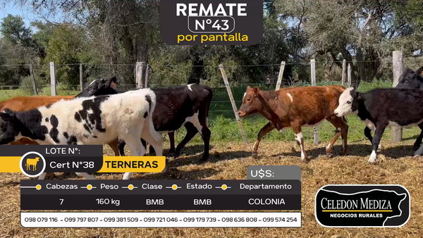 Lote 7 Terneras en Artilleros, Colonia