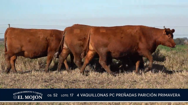 Lote COLORADAS PREÑADAS PARICIÓN PRIMAVERA
