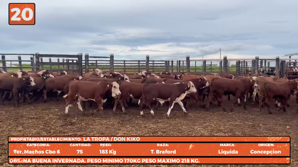 Lote LOTE 20