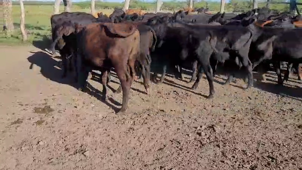 Lote 50 Terneras en Villaguay, Entre Ríos