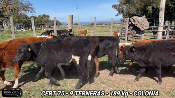 Lote 9 Terneras en Colonia