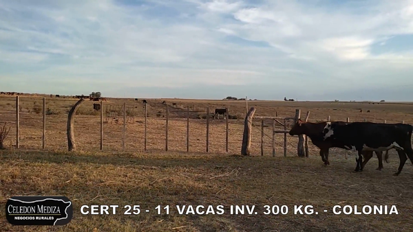 Lote 11 Vacas de Invernada en Colonia