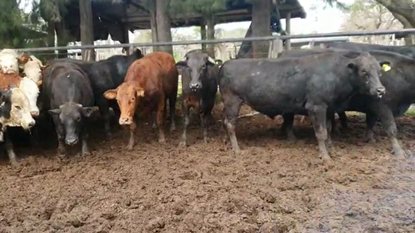 Lote 60 Novillos UE HILTON Braford y Cruzas Británicas en Cayastá, Santa Fe