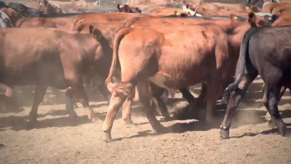 Lote 129 Novillitos en Gualeguay, Entre Ríos