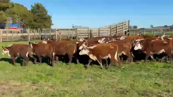 Lote ORDEN 40 TERNERAS PURAS REGISTRADAS