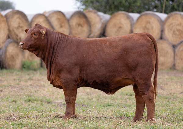 Lote LOTE 23