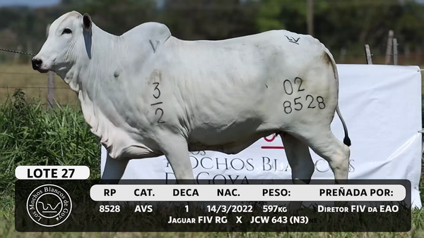 Lote LOTE 27