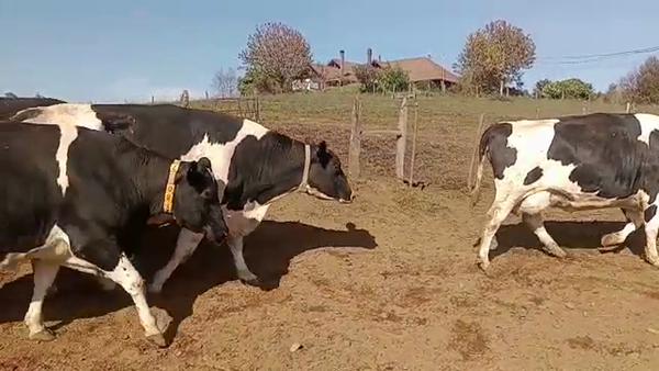 Lote 12 Vaca Exportación en Padre Las Casas, IX Región Araucanía