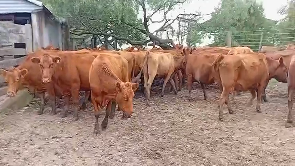 Lote 25 Vacas medio uso C/ gtia de preñez en Santa Fe, Curupayti