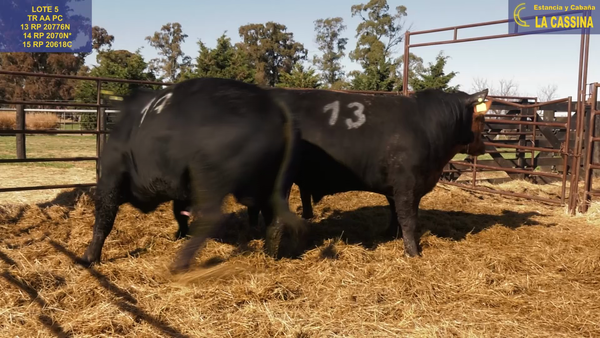 Lote TOROS ANGUS PURO CONTROLADO