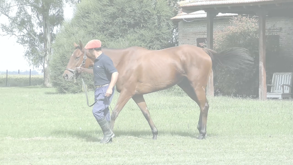 Lote WHISKY FEMME (SUGGESTIVE BOY -  WHISKY MALT)  EN TRAINING