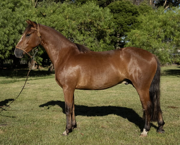 Lote INSTINTO DEL PORRÚA