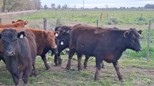 Lote 65 Novillitos