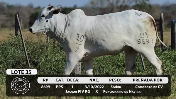 Lote LOTE 35