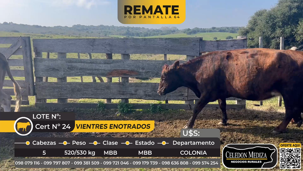 Lote 5 Vacas Entoradas en Ruta 1 km 153, Colonia
