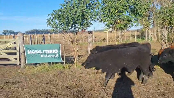 Lote 65 Terneros en Monte