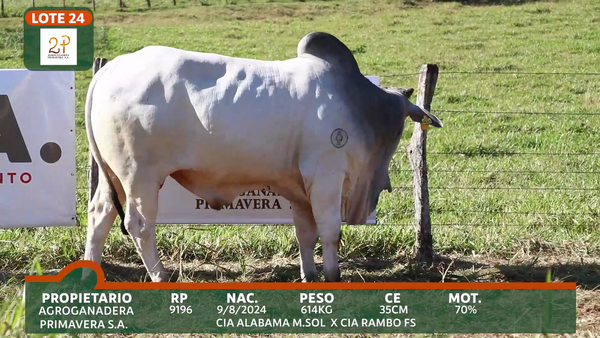 Lote 2P PRIMAVERA